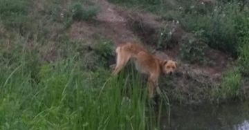 49-latek znęcał się nad psem. Później zabił go drewnianym kijem i zakopał w lesie