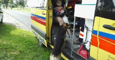 Ta scena wzruszyła nawet policjantów. Kobieta rozbiła auto omijając psa. Zwierzak wrócił...