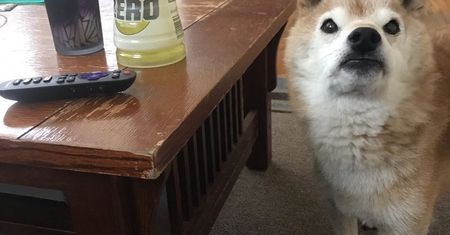 "Grumpy dog". Internauci pokochali tego psa