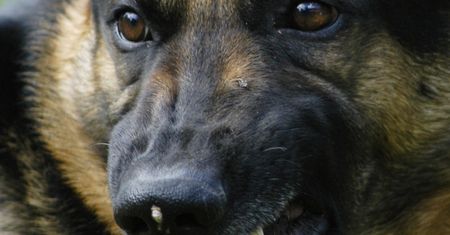 Stalowa Wola. Owczarek niemiecki zaatakował trzy osoby