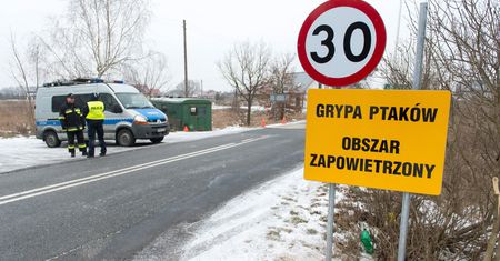 Ptasia grypa w województwie lubelskim. Wykryty typ wirusa nie spowodował zachorowań u ludzi