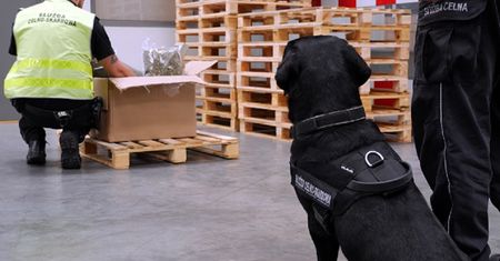 Wyszkolony labrador wywąchał 5 kg marihuany. Narkotyki w przesyłce pocztowej