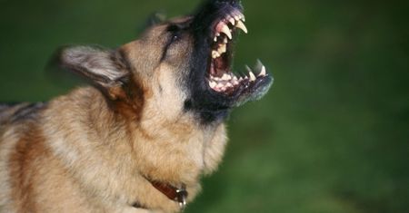 Agresywne psy pogryzły 9-latka w Gdańsku