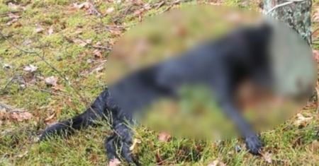 Mazowieckie. Bestialski czyn na zwierzęciu. Policja szuka świadków