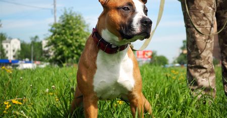 Dramat w Niemczech. Amstaff złapał dziecko za głowę, malec nie żyje
