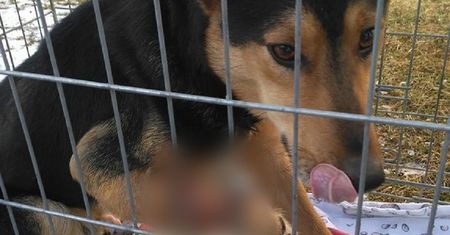 Pies ze zmasakrowaną łapą błąkał się po wsi. Przez miesiąc nikt nie zareagował