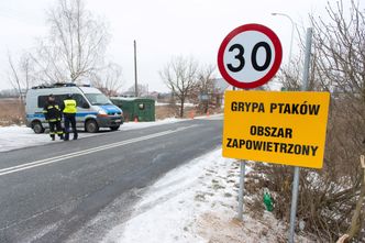 Ptasia grypa w województwie lubelskim. Wykryty typ wirusa nie spowodował zachorowań u ludzi