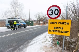 Ptasia grypa w województwie lubelskim. Wykryty typ wirusa nie spowodował zachorowań u ludzi