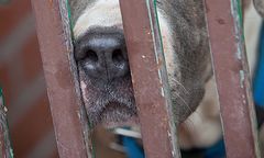 10-latek zaatakowany przez dużego psa. Chłopca uratował policjant