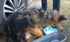 Znaleziono pobitego szczeniaka. Był przywiązany do drzewa