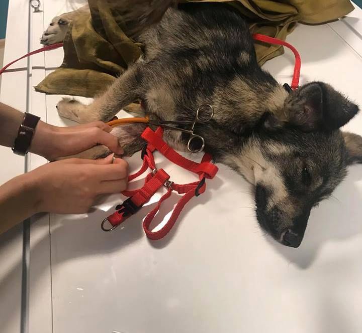 Postrzelony pies ledwo przeżył. "Szukamy sprawcy!"