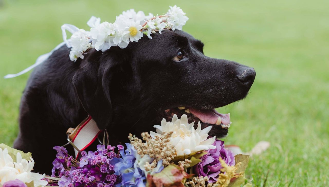 Umierający pies na ślubie swojej pani. Ten widok łamie serce