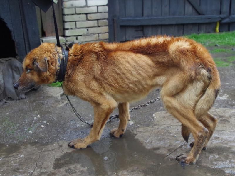 Ważył zaledwie 10 kg. Nie miał siły stać