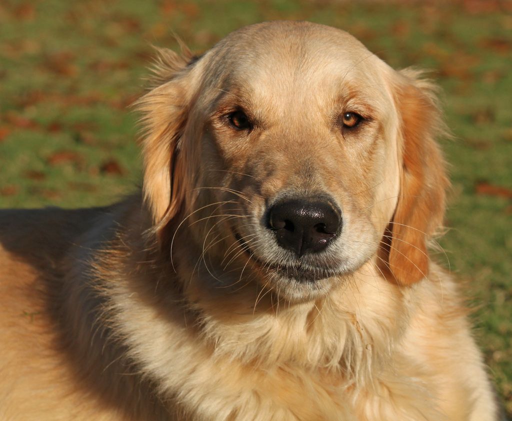 Wiecznie uśmiechnięte psy. Rozczulą cię do łez