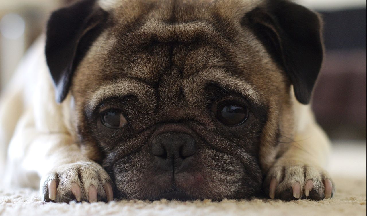 Psy nauczyły się robić "smutne oczy", by manipulować ludźmi