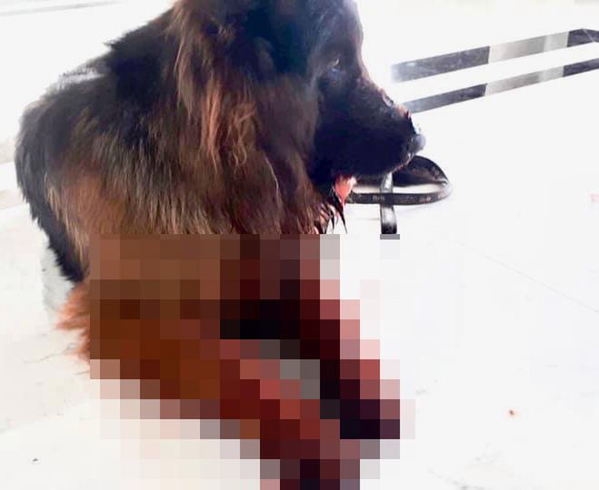 Policjanci zastrzelili psa podczas interwencji. Obrońcy zwierząt: "Bestie, oprawcy"