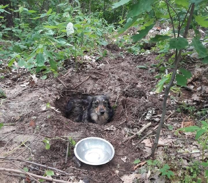 Huta Komorowska. Makabryczne odkrycie, pies zakopany żywcem