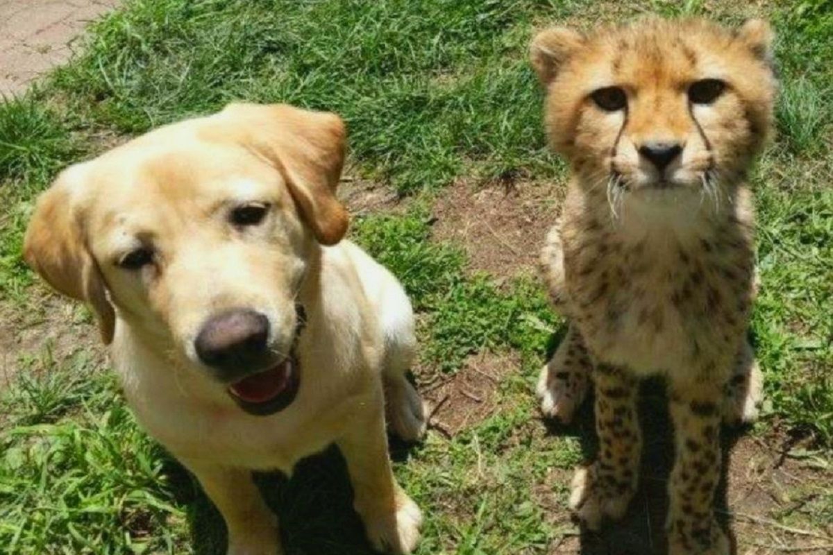 USA. Gepard zaprzyjaźnił się z psem, który pomaga mu się uspokajać