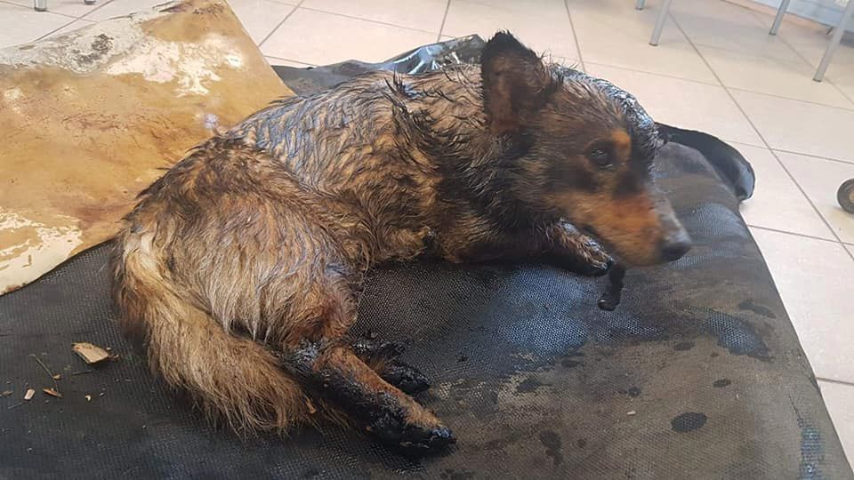 Farcik leżał przyklejony do asfaltu