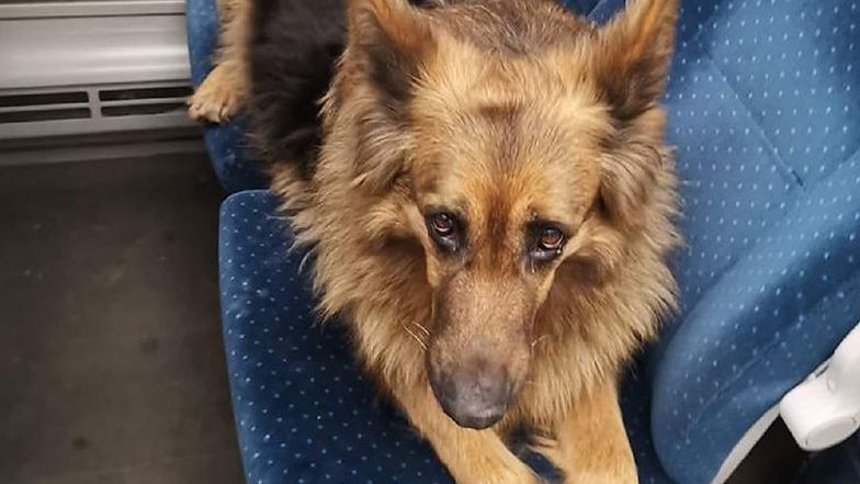 Pies Mercedes jest już w domu