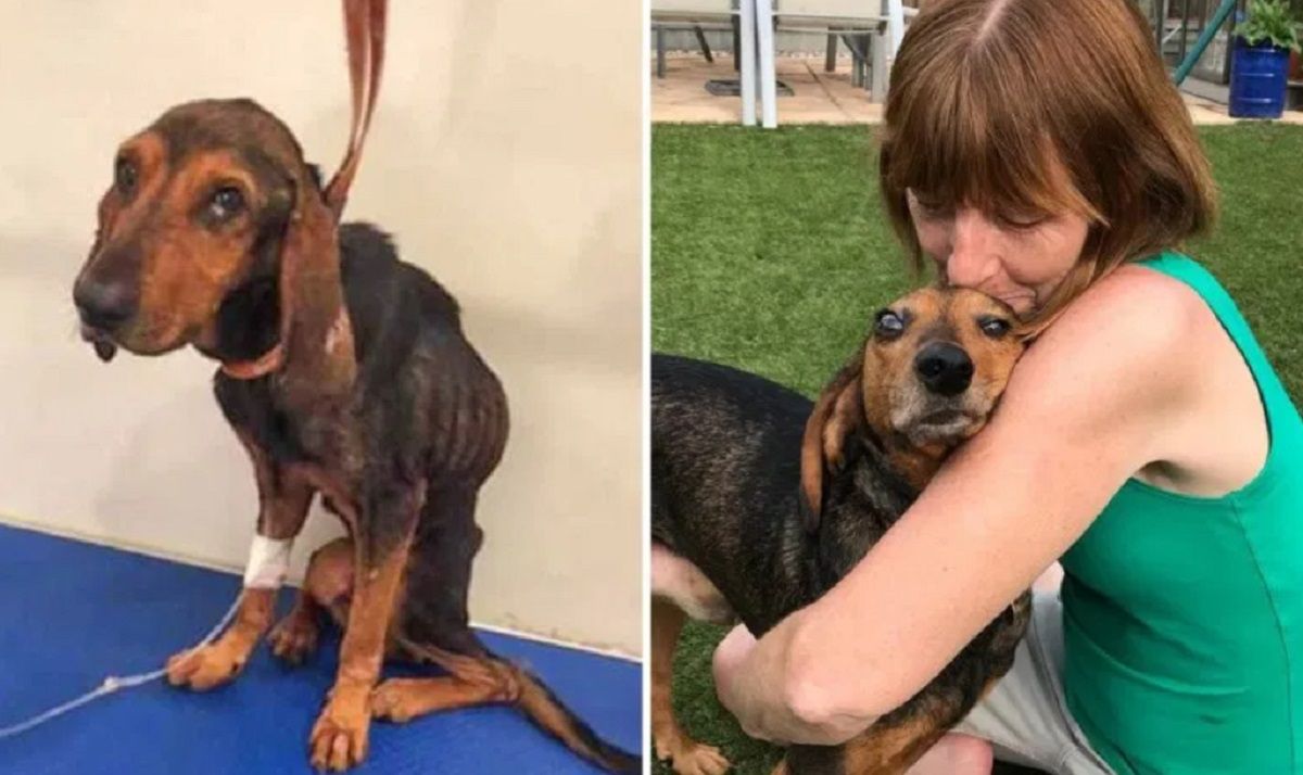 Uratowała psa pewną przed śmiercią. Odpłacił się, wykrywając u niej raka 