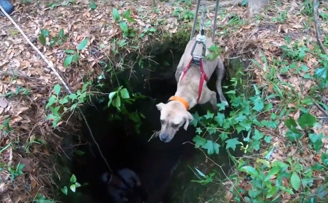 Pies spędził w jaskini 3 tygodnie. W końcu uratował go turysta