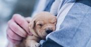 Jak karmić szczeniaka? Oto cenne rady