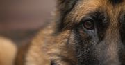 Pół roku więzienia za zaniedbanie owczarka. "Przełomowy wyrok" za znęcanie się nad zwierzętami