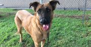 Czekała w schronisku na właścicieli. Wrócili... po innego psa