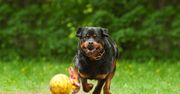 Rottweiler zaatakował 8-letnią dziewczynkę podczas zabawy