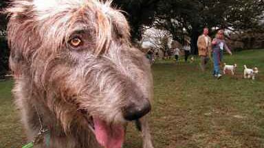 Spacer z psem to przyjemność, ale i obowiązek