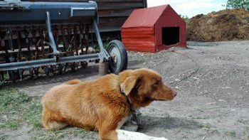 Pies Mops, który wg wstępnych ustaleń pogryzł Amelkę