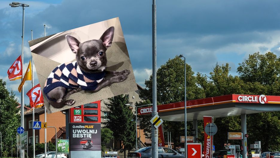 Poszło o małego psa.