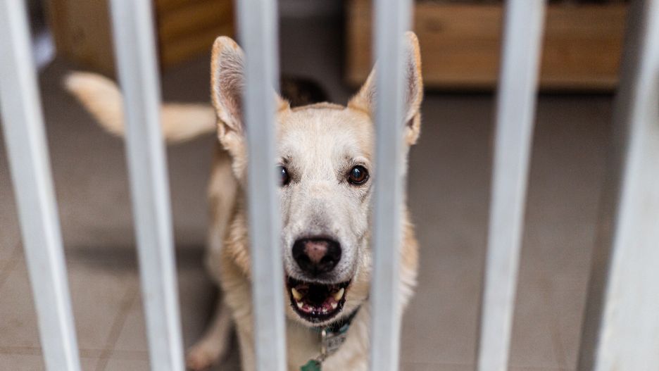 Koronawirus. Można zarazić się od zwierząt? Lekarze tłumaczą