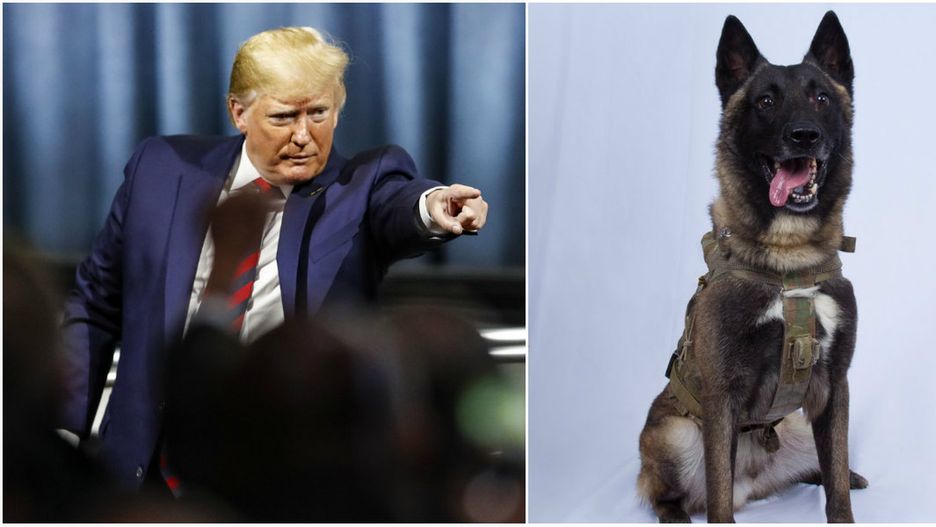 Wojskowy pies w trudnej misji. Donald Trump publikuje zdjęcie 