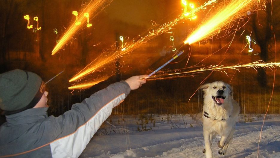 Huk petardy potrafi spłoszyć nawet bardzo spokojne zwierzę