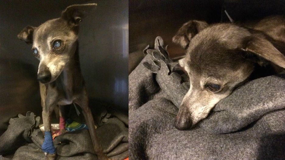 10-letni Duszek szuka domu