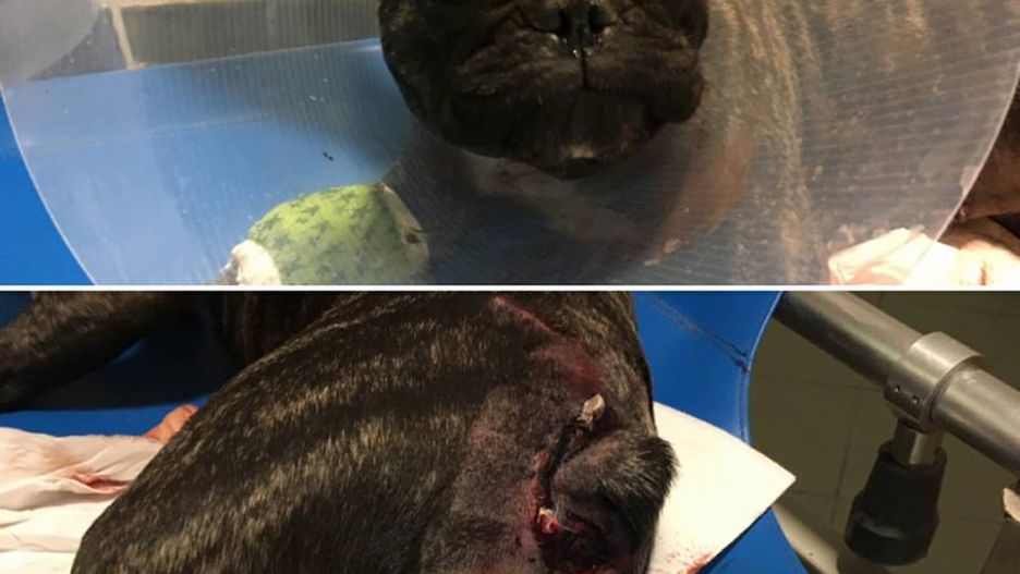 Psa czekają jeszcze dwie operację 