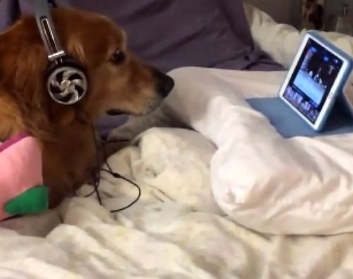 Pies ze słuchawkami na uszach hitem sieci