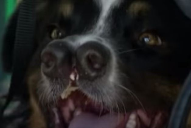 Pies z dwoma nosami cudem uniknął śmierci
