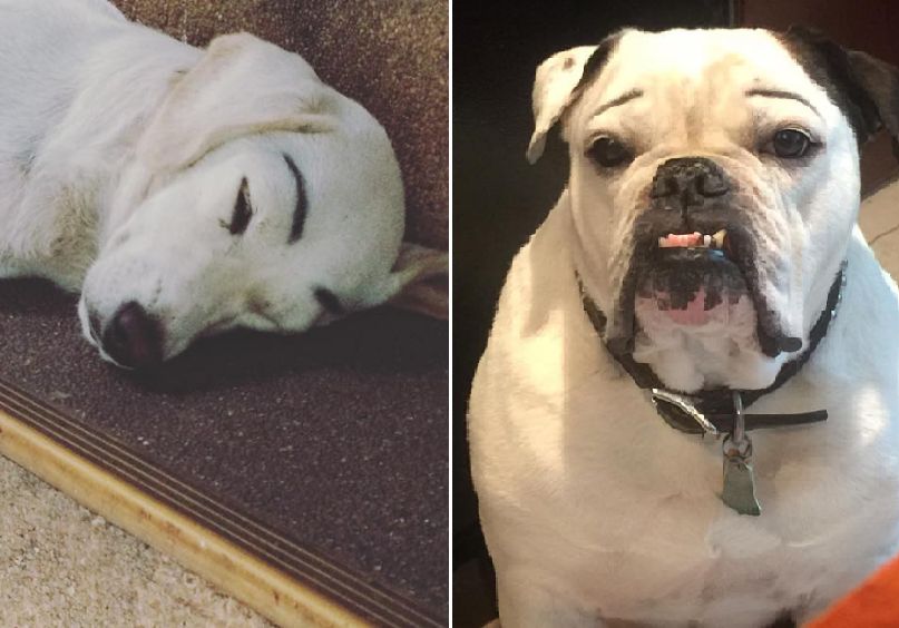 Nie znają litości! Psy z dorysowanymi brwiami pośmiewiskiem sieci