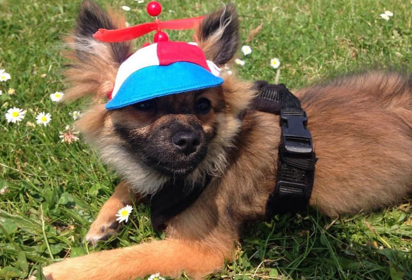 Co jest słodszego od zwierzaków? Zwierzaki w kapeluszach!