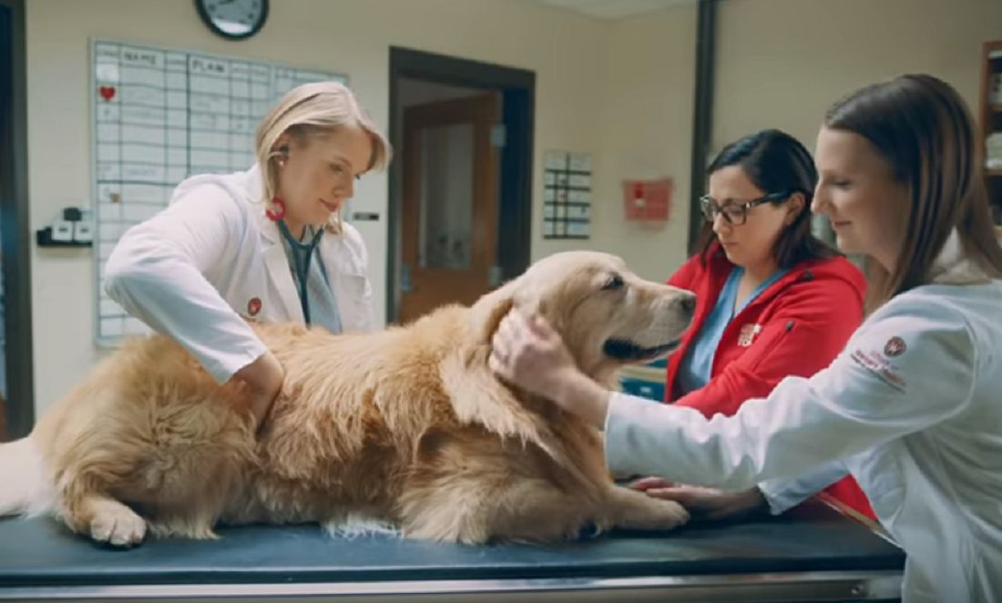 Weterynarze uratowali jego psa. Wykupił dla nich reklamę za 6 mln dolarów