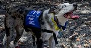 Jedyny taki pies na świecie. Ratuje koale z pożarów w Australii