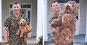 Trochę wyrosły... Właściciele psów podzielili się rozbrajającymi zdjęciami