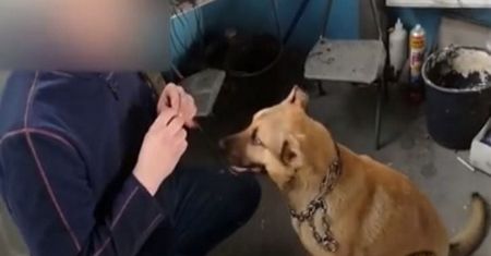 "Antypolski" pies. Nie zobaczycie dziś w internecie nic śmieszniejszego