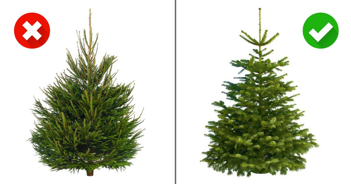 There are some trees species that you shouldn’t buy for Christmas. The seller won’t tell you about it!