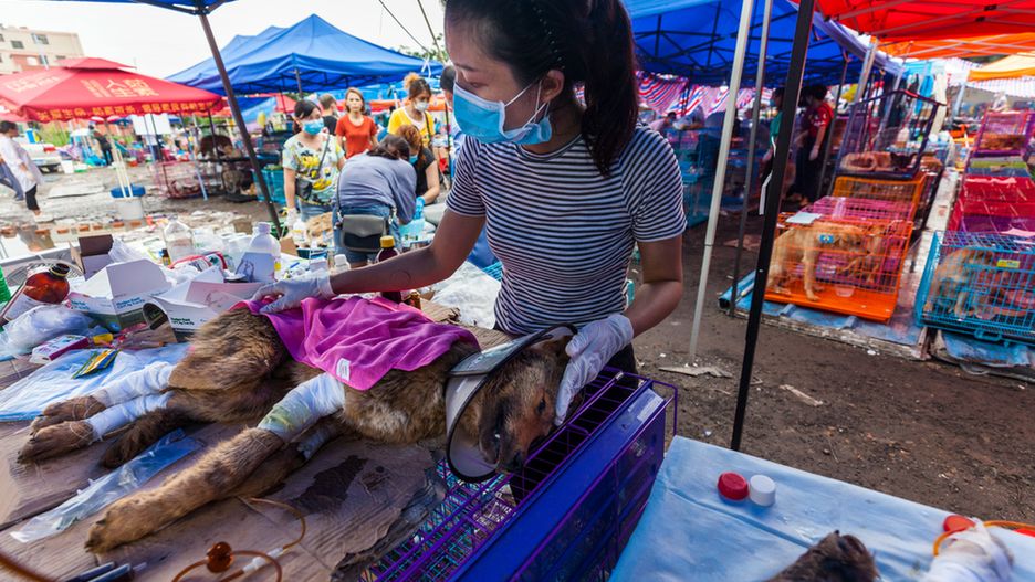 Co roku podczas festiwalu psiego mięsa w Yulin ginie od 10 do 15 tys. psów