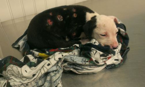 Szczeniak ocalał z pożaru, a teraz... sam został strażakiem