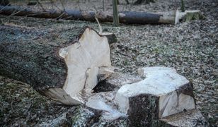 Wycinka Puszczy Białowieskiej. Oto twarde dane Lasów Państwowych